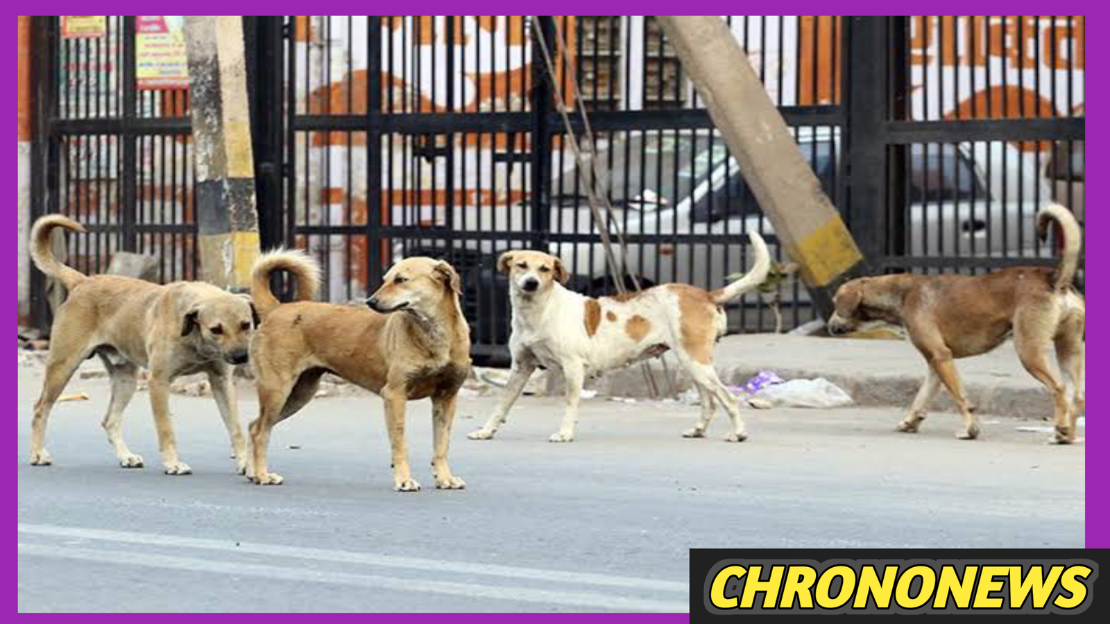 आवारा कुत्तों विरोध प्रदर्शन