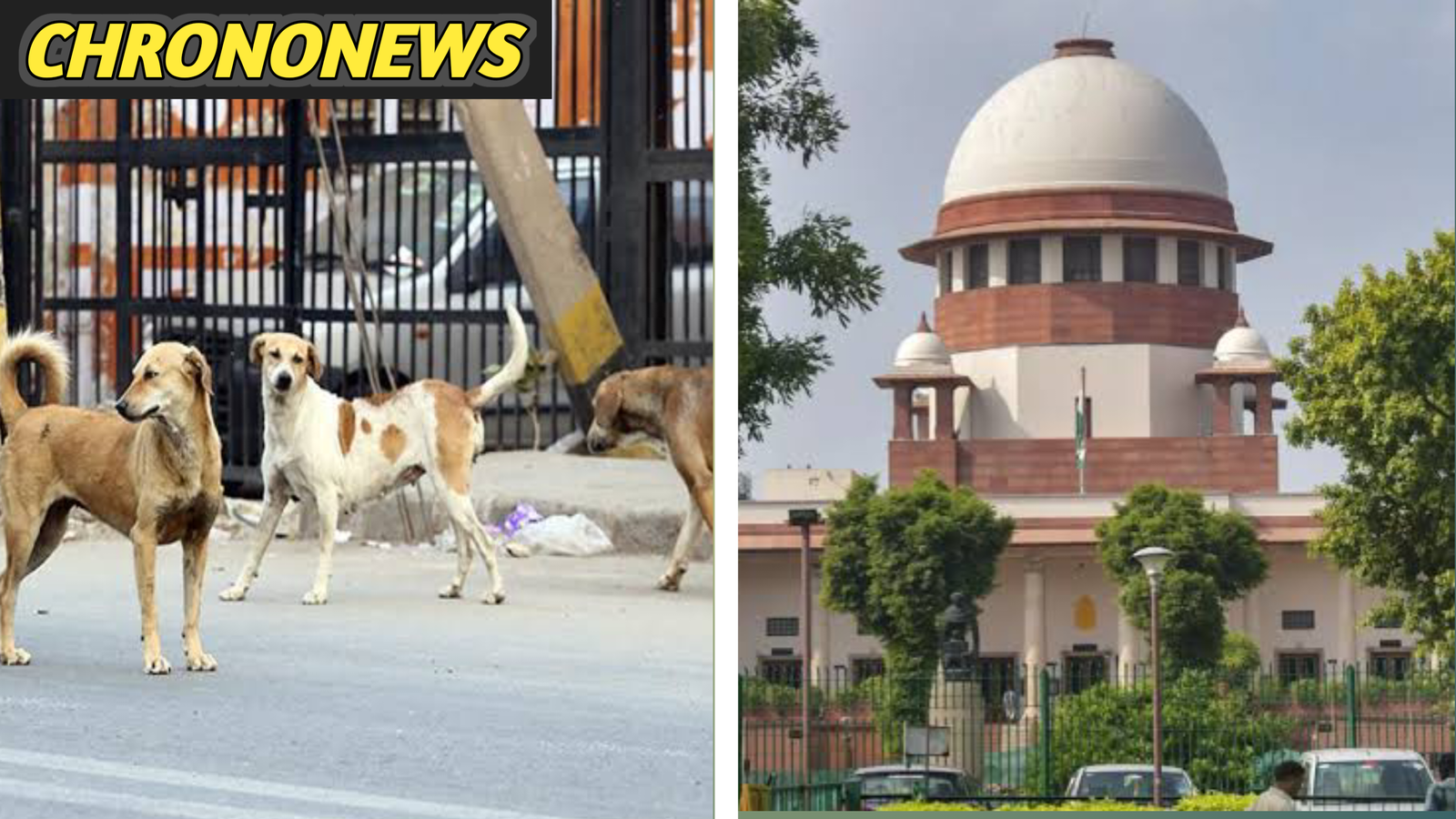 आवारा कुत्तों का मामला