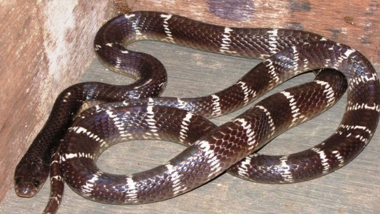 बेंगलुरु क्रॉक्स सांप हादसा